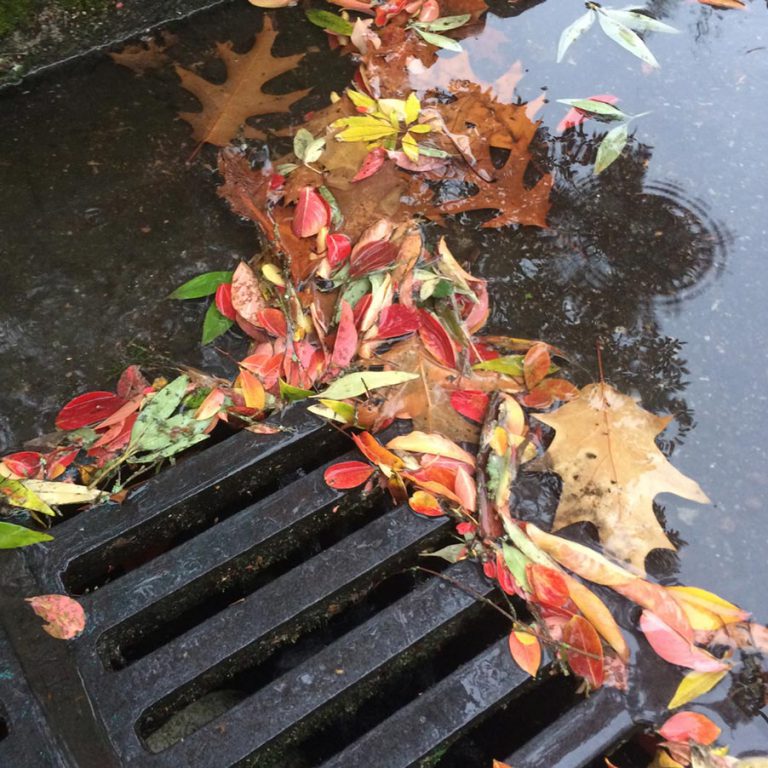 fall_leaves_in_drain
