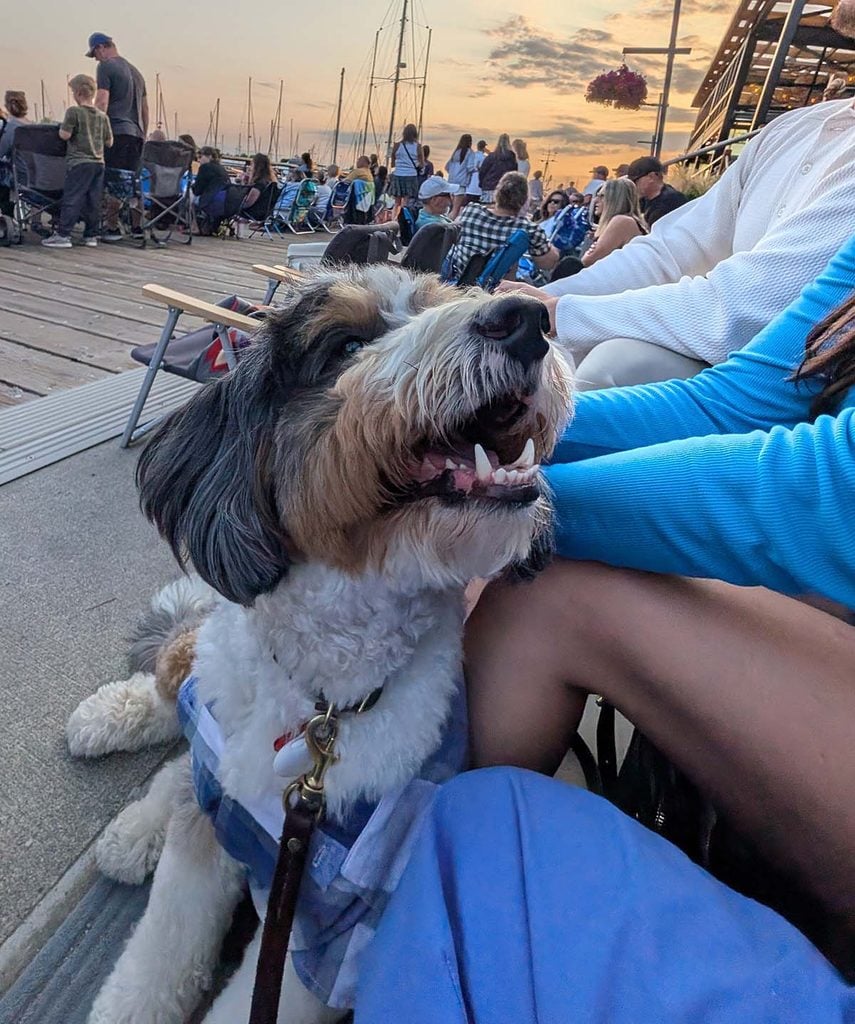 my dog at a concert greeting strangers and helping me meet new friends